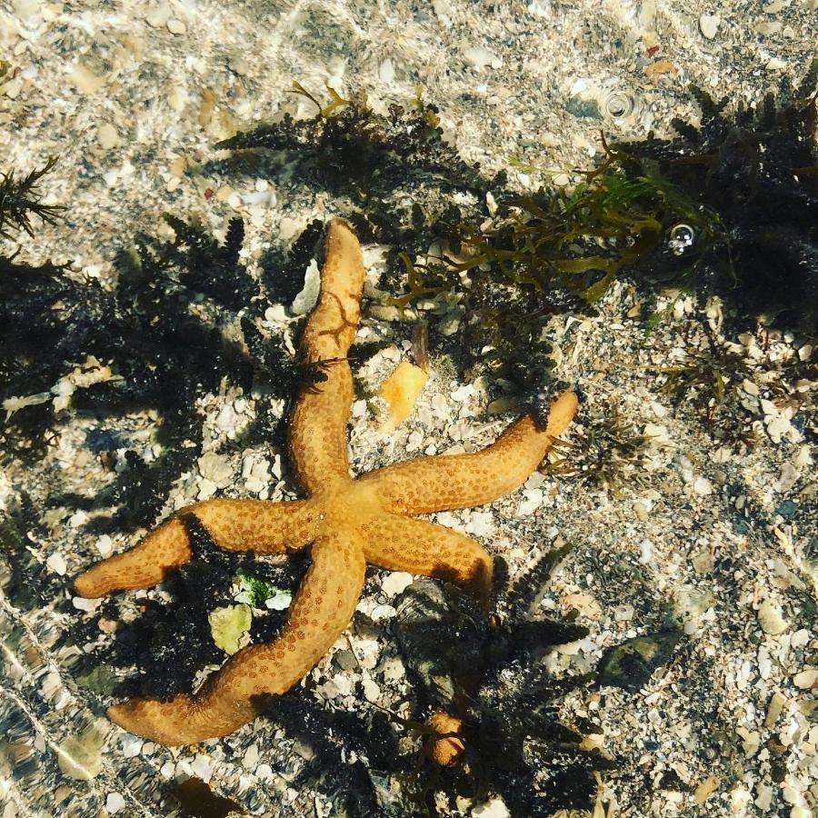 Le Petit Suítes Praia de Lages Pôrto de Pedras Extérieur photo